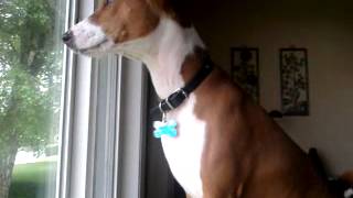 Basenji Bark