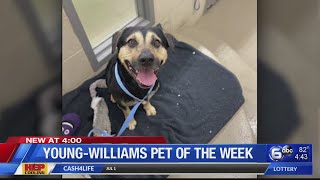 Young-Williams pet of the week