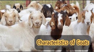 Characteristics Of Goats