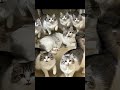 猫 重低音 #cat #猫のいる暮らし #cute #猫のいる暮らし #可愛い #可愛い