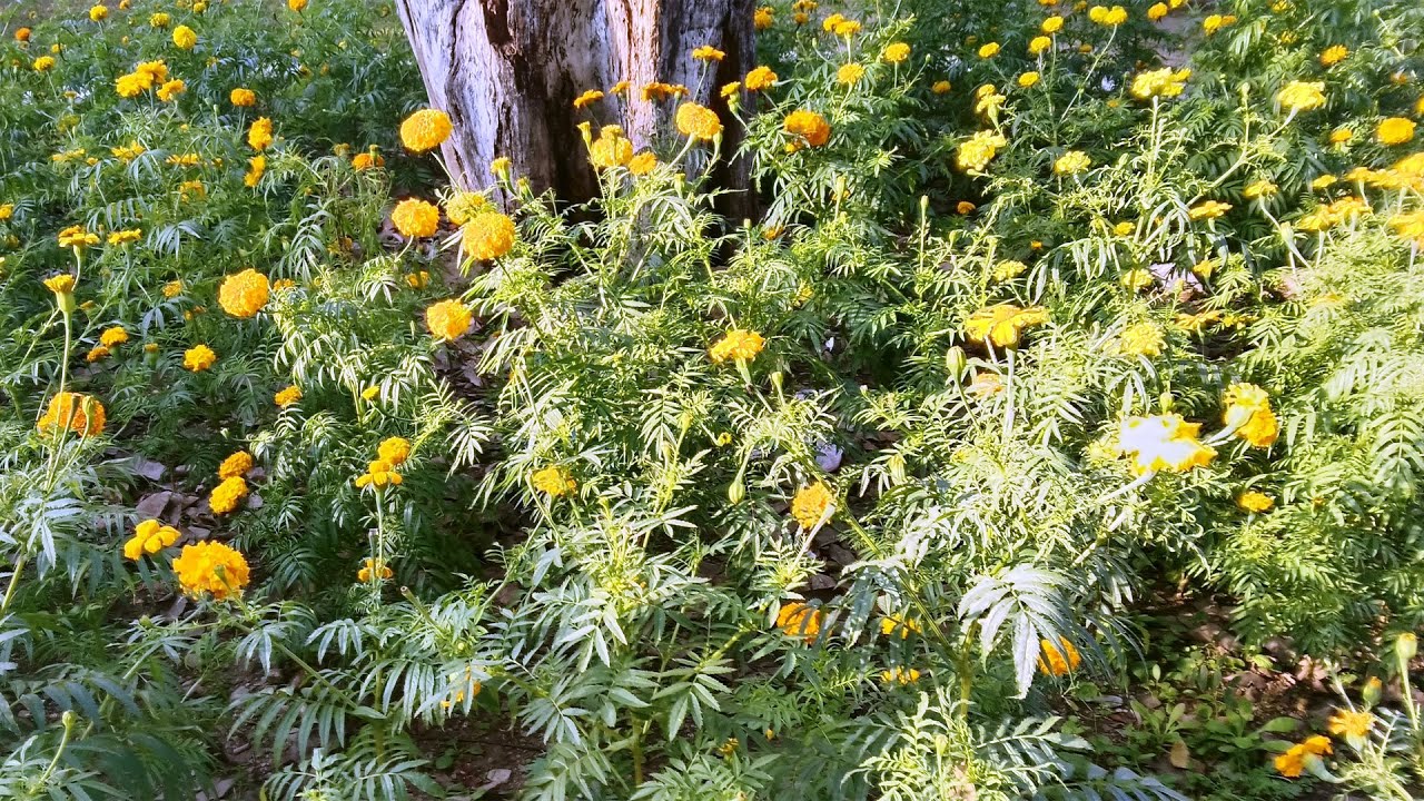 Marigold Flowers || Gende Ke Phool