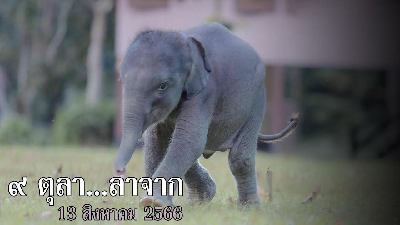 10 เดือนของ ๙ ตุลา 