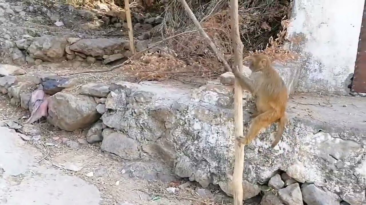 Funny Monkey Adventures | Funny Monkey | Monkey Video