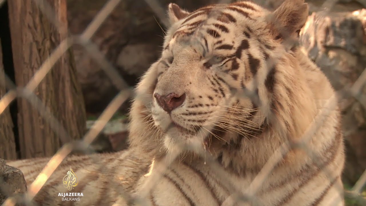 الجزيرة للأعمال: هل صربيا نمر اقتصادي؟