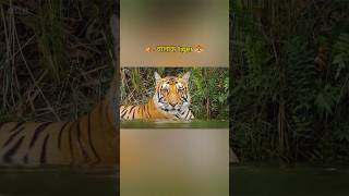 📍 Part - 02 🐯 चालाक tiger 🐅 #animals #shorts #viral #facts #educational #ai #youtubeshorts