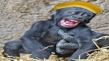 Server Crash Veteran in 3:16.2 MW3