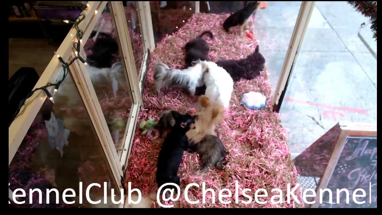 Chelsea Kennel Club Puppies YouTube