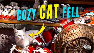 Cat Fell Trying to Make Itself Cozy in a Basket That Belongs to a Shop