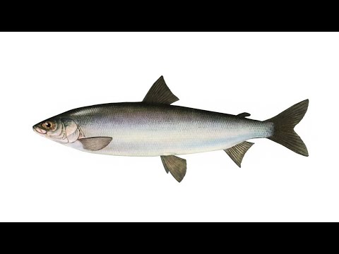 Видео: Является ли лосось пелагической рыбой?
