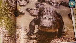 Aligators Book By Grace Hansen | Read Aloud English nonfiction Book| Facts about  Crocodiles
