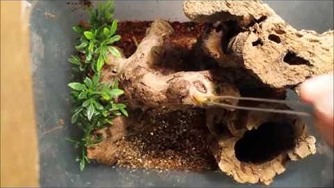 Tarantula feeding video 4