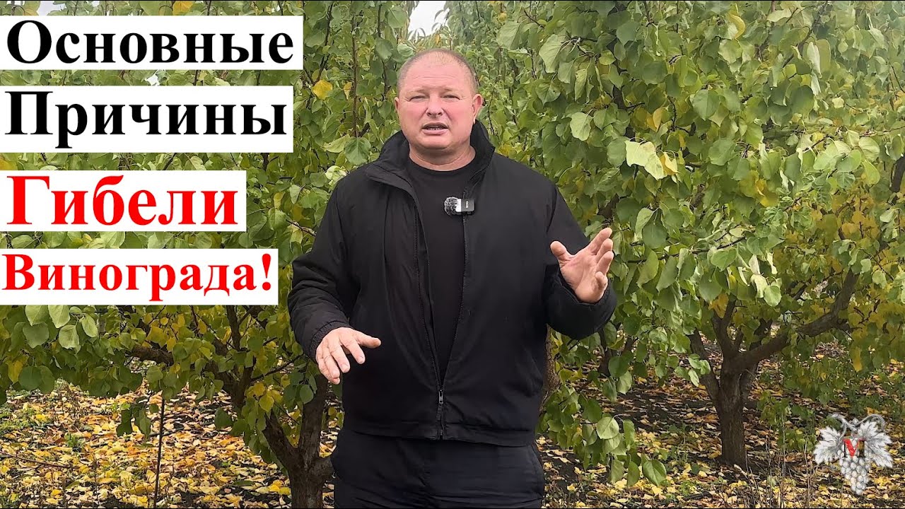 ОСНОВНЫЕ Причины ГИБЕЛИ Кустов ВИНОГРАДА!
