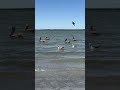 Estos pájaros salieron caníbales