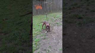 Ramrod Beautiful Specimen Of The Apbt Breed