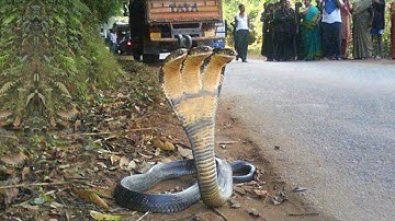 15 Rarest Snakes in the World