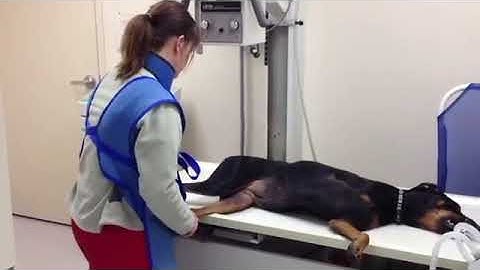 Dog X-Ray | PuppySimply