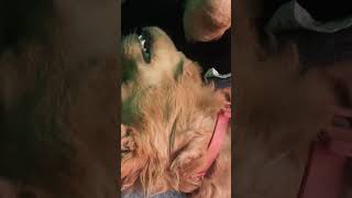 Pawsitive Vibes Only July With Hope The Golden