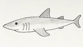 簡単イラスト ホオジロザメ編 描き方 Youtube