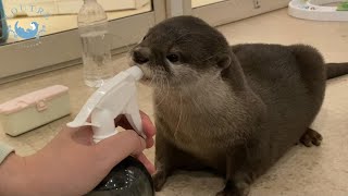 カワウソここあは彼氏を作って帰ってきた　Otter made a boyfriend and came back!