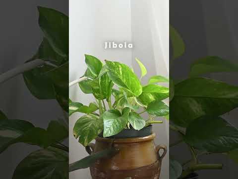 Vídeo: Benefícios incríveis das plantas domésticas - Por que as plantas de interior são boas para nós