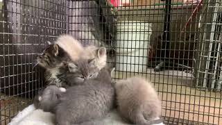 Here’s a kitten video for you all I do hope you enjoy it