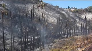 City audit raises concerns about San Diego's brush management | NBC 7 San Diego