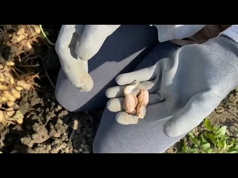Video: Come Raccogliere E Conservare Le Arachidi?