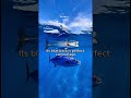 🐚 Glaucus atlanticus — The Blue Dragon That Eats Poison for Power #shortsfeed #didyouknow