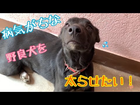 【野良子犬💖太らせ大作戦】痩せすぎの親子犬を太らせるには、、🌸パパの熱〜い気持ち、２匹に伝わるか💦