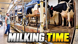 Labor Day? The Cows Don’t Care!