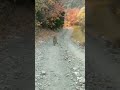 Mother mountain lion protecting her cubs from hiker  part 1  viral trending shorts