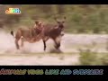 animals short and video clips shekar hi shekar