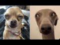🔥🤪 BEST CUTE &amp; FUNNY DOG FAILS, Try not to laugh 😂🤪 Funny Dog Videos