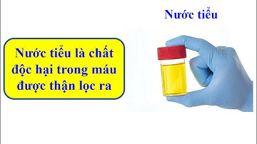 Tự nhiên và xã hội:  Hoạt động bài tiết nước tiểu Vệ sinh cơ quan bài tiết nước tiểu