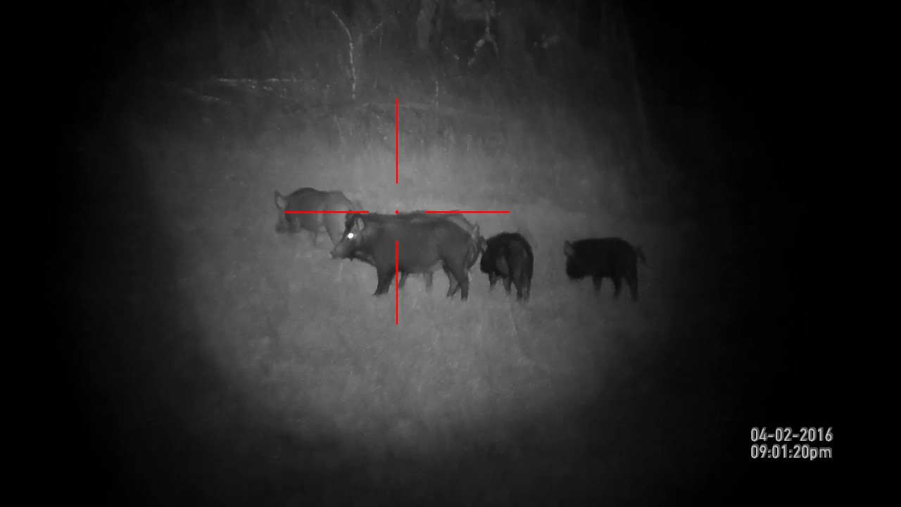 Hog Hunt Jacksboro, TX with ATN XSight YouTube