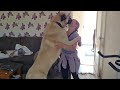 Kangal greets his owner