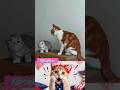 😹 Little Cat Picked the Wrong Opponent! 🐱⚡ #shorts #cat #catshorts