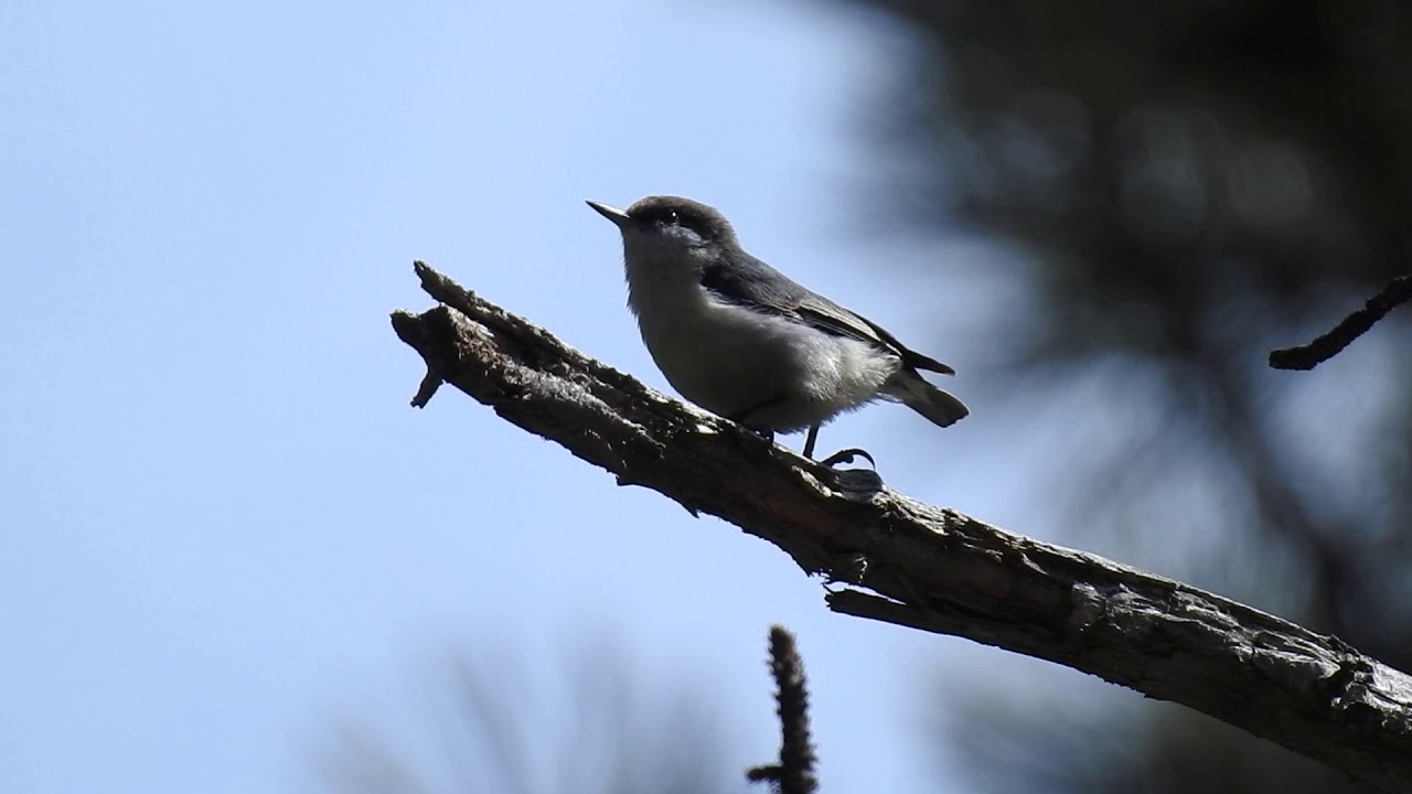 Pygmy Nuthatch agitated because Hairy Woodpecker creating cavity nest