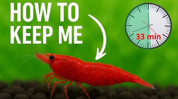 From Scratch to Shrimp Master in 33 Minutes!