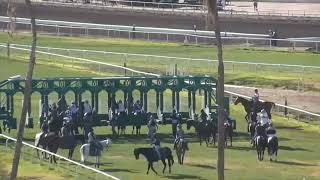 R7 Turf Paradise 26 Feb 2026