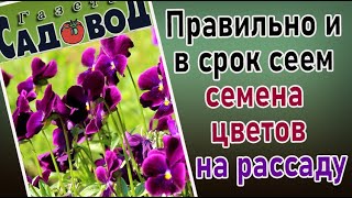 Правильно и в срок сеем семена цветов на рассаду