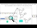DNA Replication Quiz