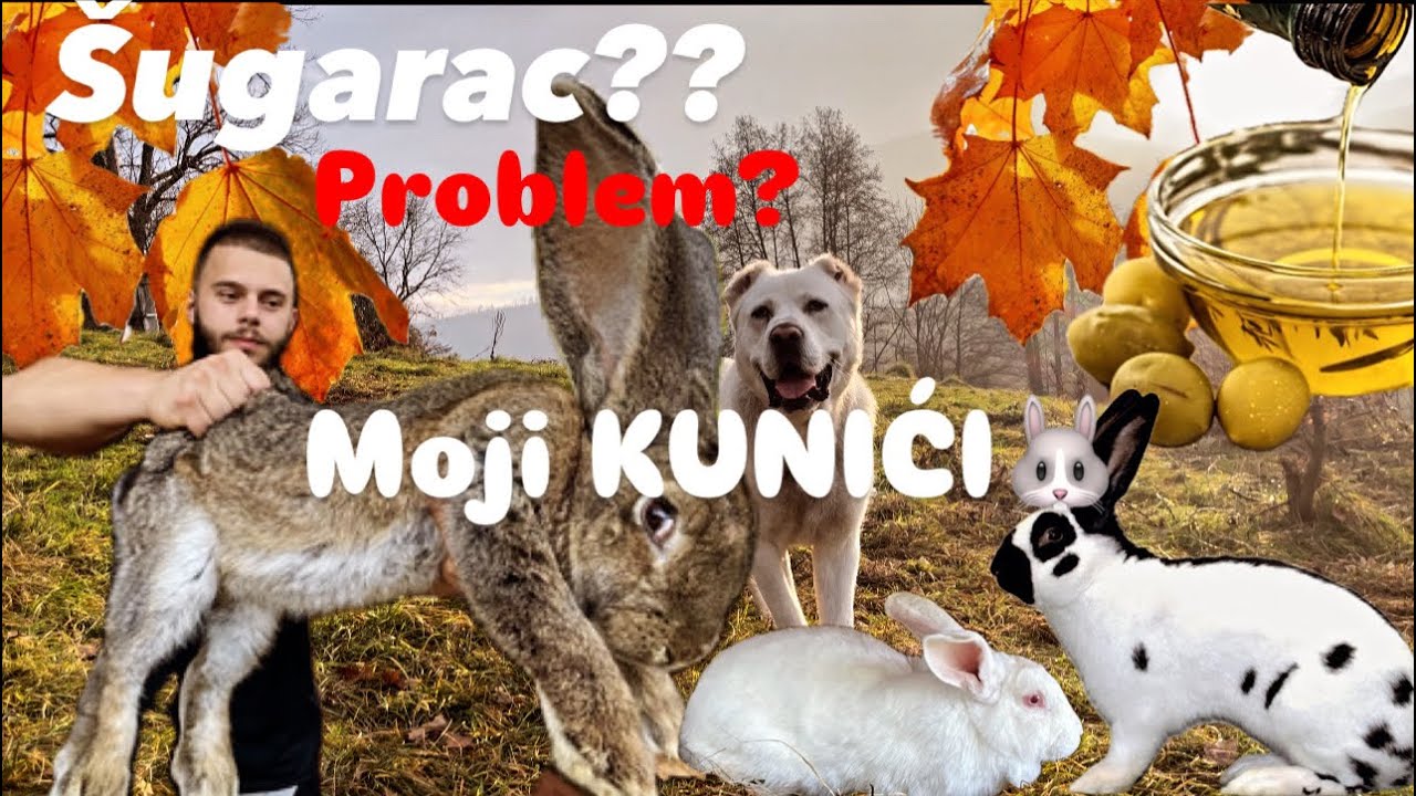 Moji Kunići prevencija protiv šugarca! Maslinovo ulje/lišče