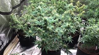 The New Grower. 18+ NFSOT