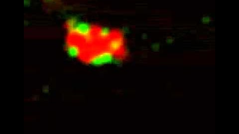 #NIDCR: Trafficking of Dextrans in Salivary Glands of Rats