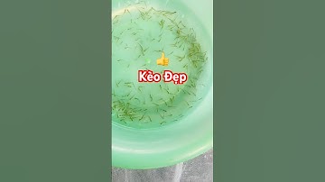 @giathuysan ✅ Cá Kèo Giống đẹp có lượng nhiều ở Miền Tây #cagiong Sóc Trăng 0947502557 #thuysantv