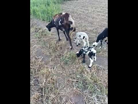 هذه النعجة تلد ثلاث توائم لا يشبهون بعضهم البعض شاهد واحكم