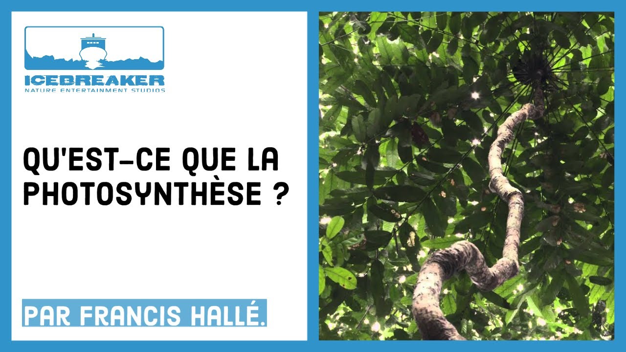 #06: Francis Hallé explique la photosynthèse, le secret de cette grande machine à sucre et à oxygène