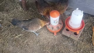 Chicken Eating New Feed