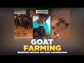 Goat farming in pakistan  breeding method and best business information  kissan ka pakistan